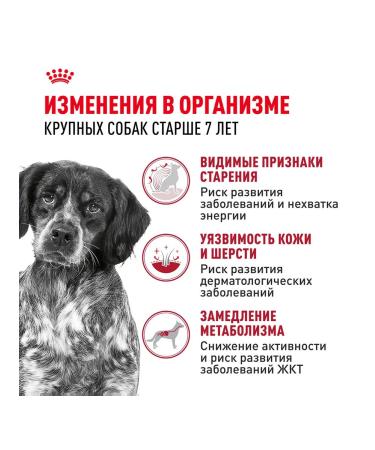 ROYAL CANIN Dog food dry Medium Adult 7+ for medium rocks 4 kg - Buy Online on GoSupps.com