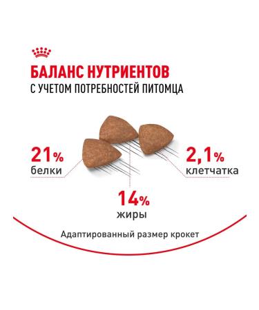 ROYAL CANIN Mini Indoor Life Adult food for small dogs Indodor 0.5 kg - Buy Online on GoSupps.com