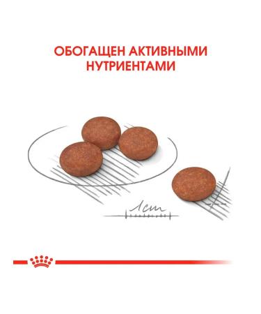 ROYAL CANIN Dry Mini Digestive Care for small dogs 1 kg - Buy Online on GoSupps.com