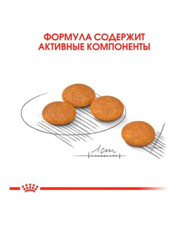 ROYAL CANIN Dry Mini Dermacomfort for small dogs 1 kg - Buy Online on GoSupps.com