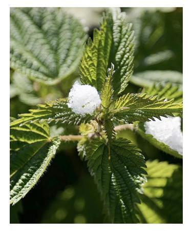 Tree of Love Dried nettle - Buy Online on GoSupps.com