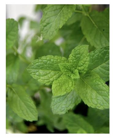 Tree of Love Peppermint herb - Buy Online on GoSupps.com