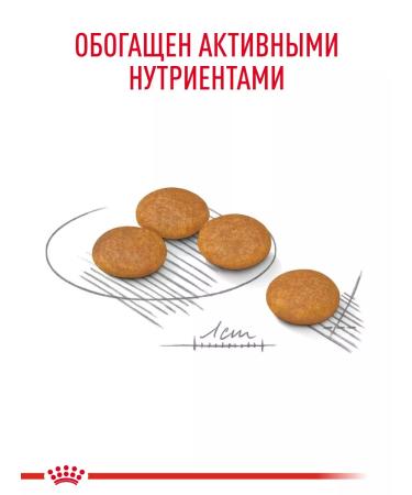 Royal Canin Dry food for dogs of small breeds Dermacomfort 3 kg - Buy Online on GoSupps.com