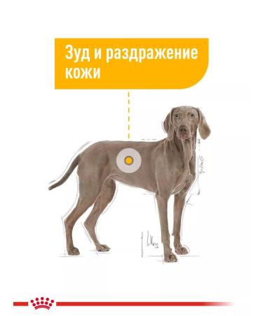 Royal Canin Dry food for dogs of large breeds Dermacomfort 10 kg - Buy Online on GoSupps.com