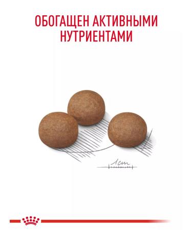 ROYAL CANIN Dry food for dogs of small breeds Mini Digestive Care 1 kg - Buy Online on GoSupps.com