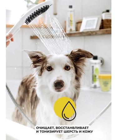 iv san bernard Cherry shampoo for short wool 500 ml - Buy Online on GoSupps.com