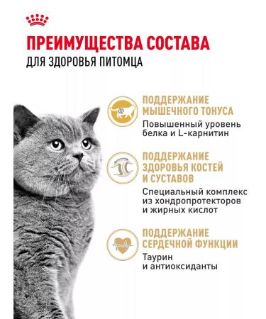 ROYAL CANIN Dry food for British cats British Adult 4 kg - Buy Online on GoSupps.com