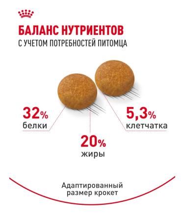 Royal Canin Dry food for Siberian cats Adult 400 g - Buy Online on GoSupps.com