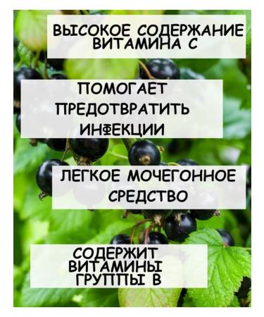 Tree of Love Currant leaf - Buy Online on GoSupps.com