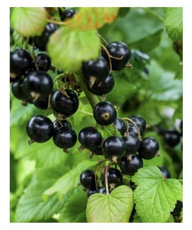 Tree of Love Currant leaf - Buy Online on GoSupps.com