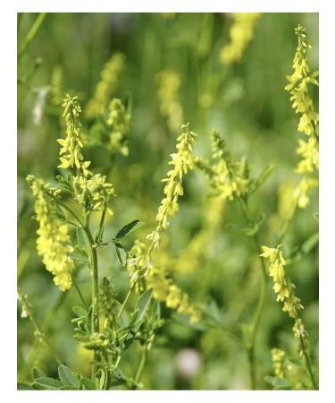 Tree of Love Sweet clover herb - Buy Online on GoSupps.com