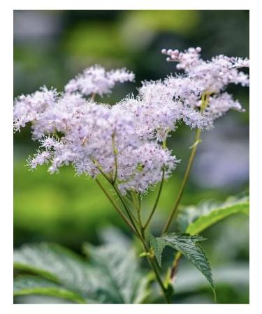 Tree of Love Labaznik grass - Buy Online on GoSupps.com