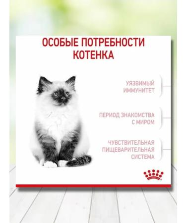 ROYAL CANIN Dry food for kittens of all rocks 2 kg - Buy Online on GoSupps.com