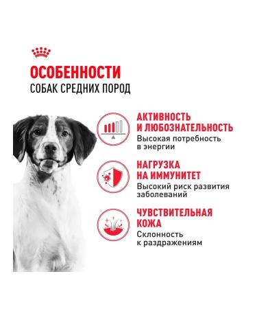 ROYAL CANIN Dry Medium Adult for dog dogs 3 kg 2 pcs - Buy Online on GoSupps.com