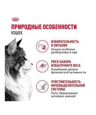 ROYAL CANIN Instinective cat food in sauce 28 x 85 gr - Buy Online on GoSupps.com