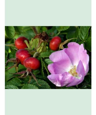 DESTEK Face rosehip oil 20 ml - Buy Online on GoSupps.com