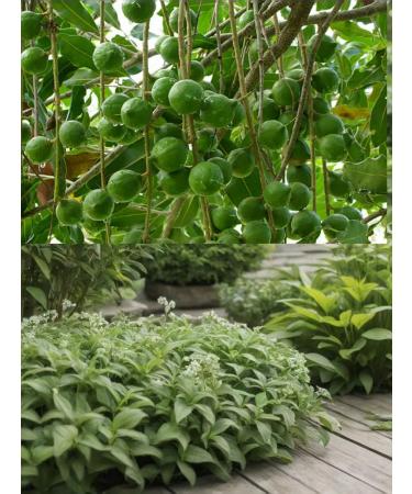 DESTEK Macadamia nut oil 20 ml - Buy Online on GoSupps.com