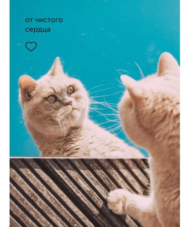 Pamilee Hypoallergenic chlorhexidine shampoo for dogs and cats with chlorhexidine - Buy Online on GoSupps.com