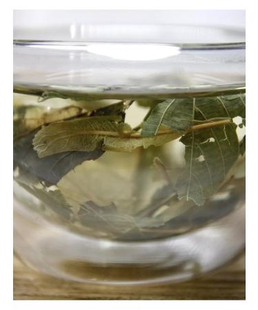 Grow Up Tea drink 250 g Linden - dry chopped leaf tea - Buy Online on GoSupps.com