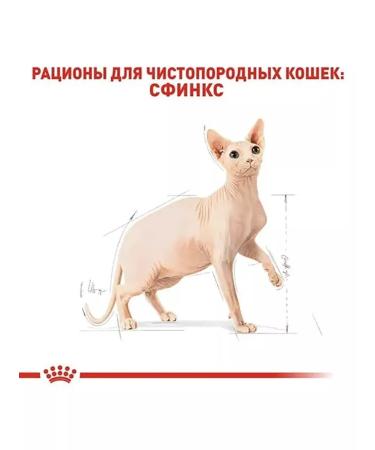 ROYAL CANIN SPhynx Adult for cats 2 kg Sphinx - Buy Online on GoSupps.com