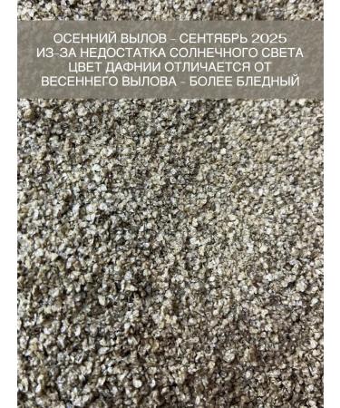 Futter Daphnia dried 50 grams - Buy Online on GoSupps.com