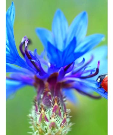 Tree of Love Vasilek is blue dried - Buy Online on GoSupps.com