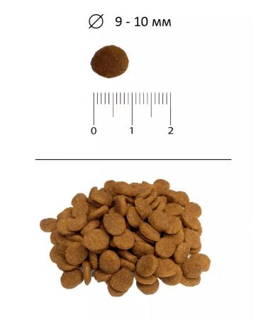 BLITZ Cat food 2 kg - Buy Online on GoSupps.com