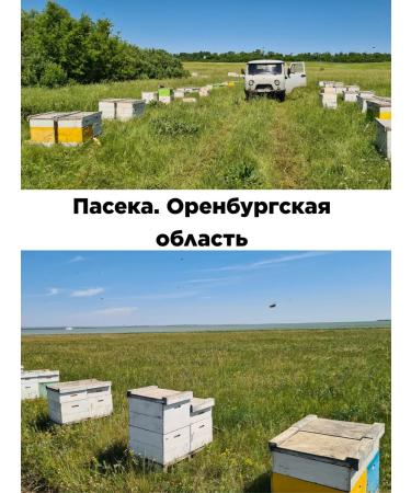 Our honey Natural sunflower honey 3 kg - Buy Online on GoSupps.com