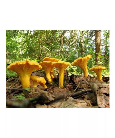 Dobrogrib Bank foxes 90 plant capsules - Buy Online on GoSupps.com