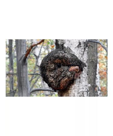 Dobrogrib Chaga 90 capsules - Buy Online on GoSupps.com