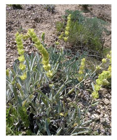 Tree of Love Chaban Tea (Limonnik) - Buy Online on GoSupps.com