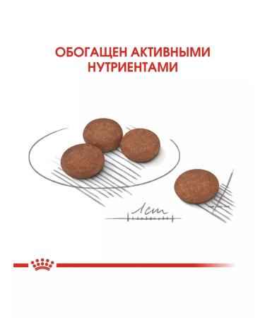 ROYAL CANIN Dry Minidigestive food for small dogs from food senses 1 kg - Buy Online on GoSupps.com