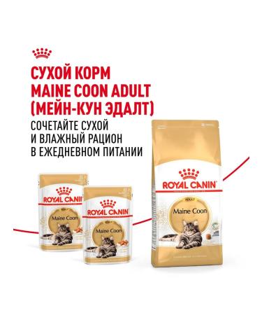 ROYAL CANIN Cat food moist Main Coon Maine Kun 85 g 28 pcs - Buy Online on GoSupps.com