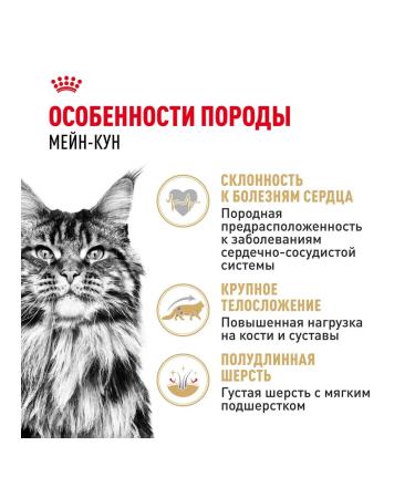 ROYAL CANIN Cat food moist Main Coon Maine Kun 85 g 28 pcs - Buy Online on GoSupps.com