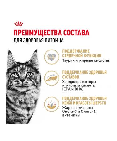 ROYAL CANIN Cat food moist Main Coon Maine Kun 85 g 28 pcs - Buy Online on GoSupps.com