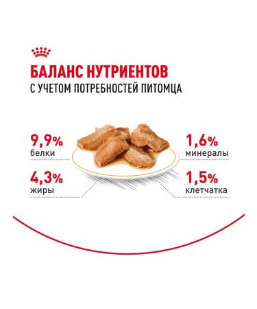 ROYAL CANIN Cat food moist Main Coon Maine Kun 85 g 28 pcs - Buy Online on GoSupps.com