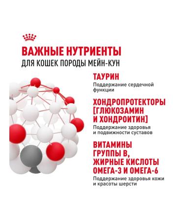 ROYAL CANIN Cat food moist Main Coon Maine Kun 85 g 28 pcs - Buy Online on GoSupps.com