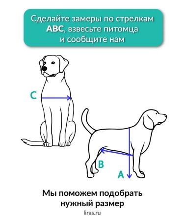 Liras Invalued stroller for dog paws from 41 to 60 kg - Buy Online on GoSupps.com