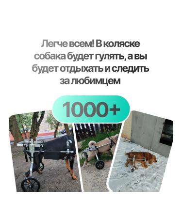 Liras Invalued stroller for dog paws from 41 to 60 kg - Buy Online on GoSupps.com