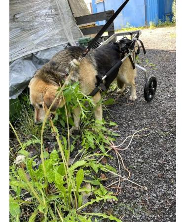 Liras Disabilities for large dogs on the hind legs - Buy Online on GoSupps.com