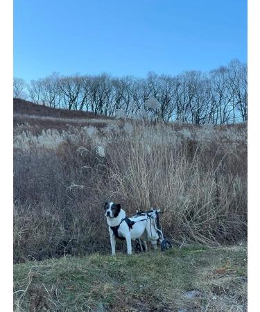 Liras Disabilities for large dogs on the hind legs - Buy Online on GoSupps.com