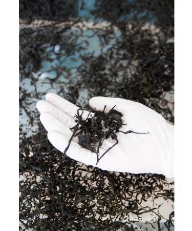 Taste of the North Ivan-tea with linden 40 g - Buy Online on GoSupps.com