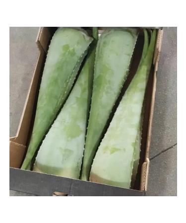 HUPO Aloe Vera drinking drinking with pulp (2 liters) - Buy Online on GoSupps.com