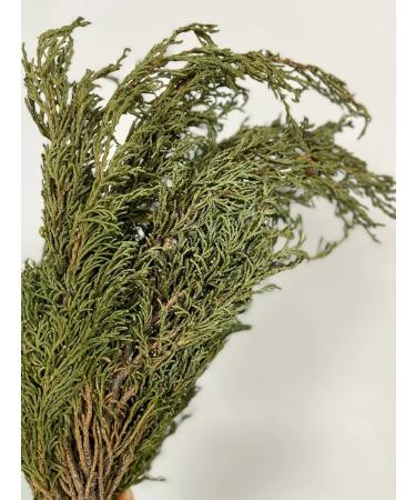 Herbalists of Siberia Artysh shaman grass bundle 1 pc 100 g - Buy Online on GoSupps.com