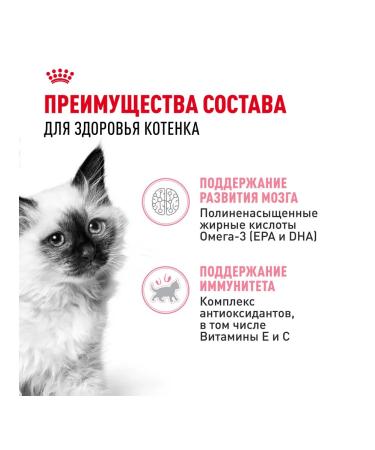 ROYAL CANIN Kitten Wet food (spider) for kittens in jelly 28 x 85 g - Buy Online on GoSupps.com