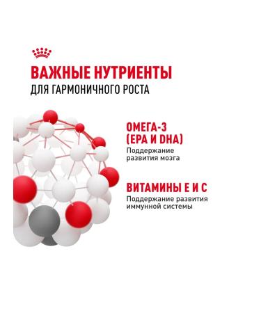 ROYAL CANIN Kitten Wet food (spider) for kittens in jelly 28 x 85 g - Buy Online on GoSupps.com