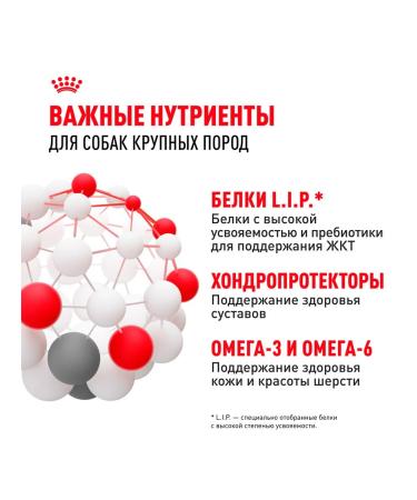 ROYAL CANIN Dry feed maxi adult for dogs of large rocks 3 kg 2 pcs - Buy Online on GoSupps.com