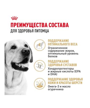 ROYAL CANIN Dry Labrador Retriever food for dogs Labrador 3 kg 2 pcs - Buy Online on GoSupps.com