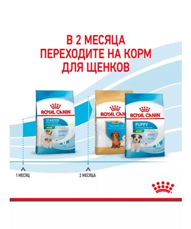ROYAL CANIN Dry Mini Starter feed minor puppies mini starter 1 kg 2 pcs - Buy Online on GoSupps.com