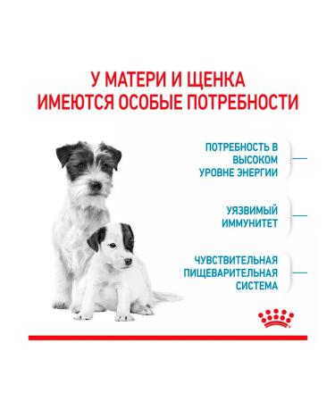 ROYAL CANIN Dry Mini Starter feed minor puppies mini starter 1 kg 2 pcs - Buy Online on GoSupps.com